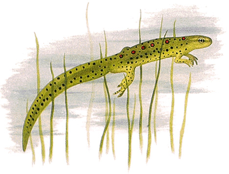 Eastern newt