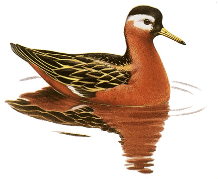 Phalarope