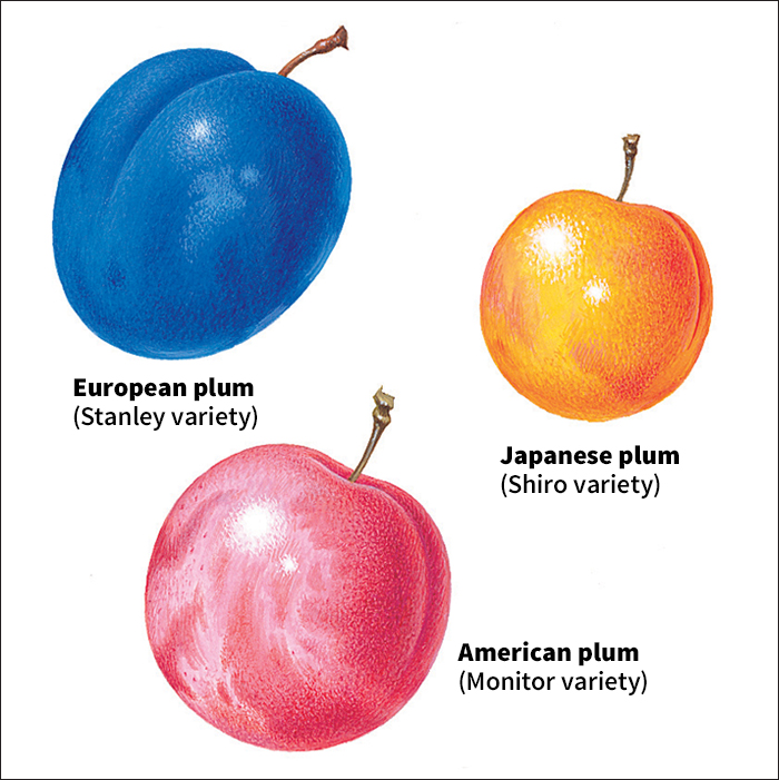 Kinds of plums