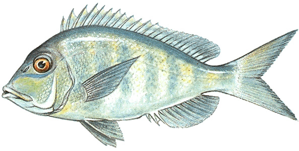 Jolthead porgy