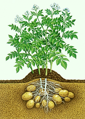 Potato plant