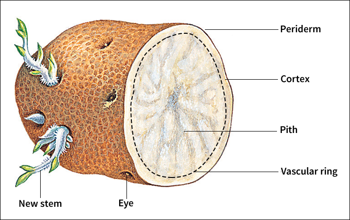 Cross section of a potato