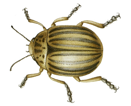 Colorado potato beetle