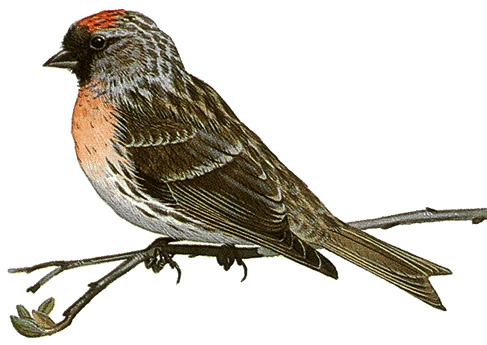 Redpoll