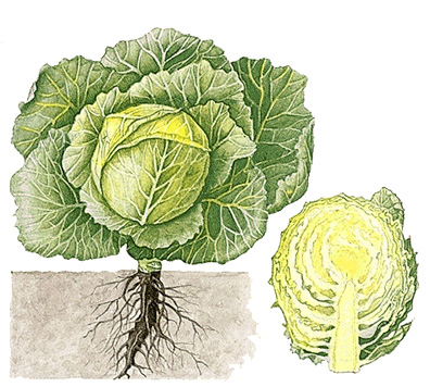 Cabbage