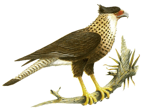 Northern crested caracara