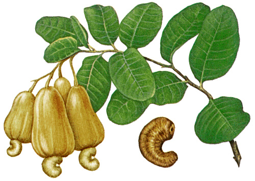 Cashews