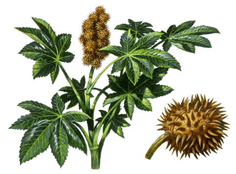 Castor-oil plants