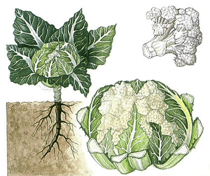 Cauliflower plant