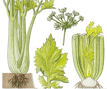 Celery plant