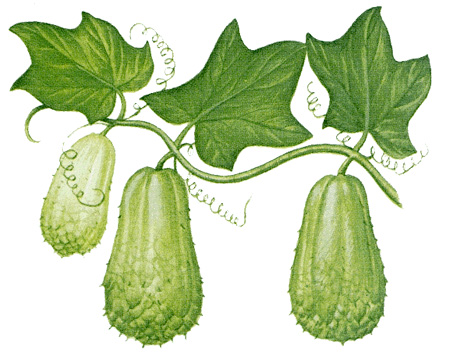 Fruit of the chayote