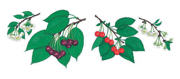 Main types of cherries