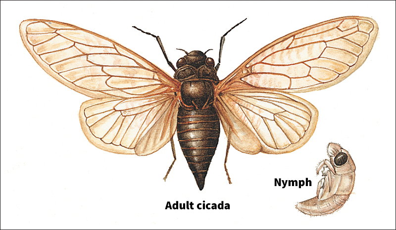 Cicada