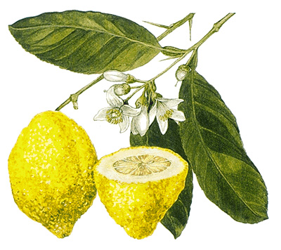 Citron