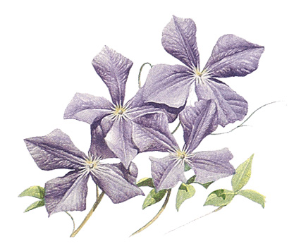 American clematis