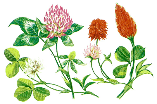 Varieties of clover