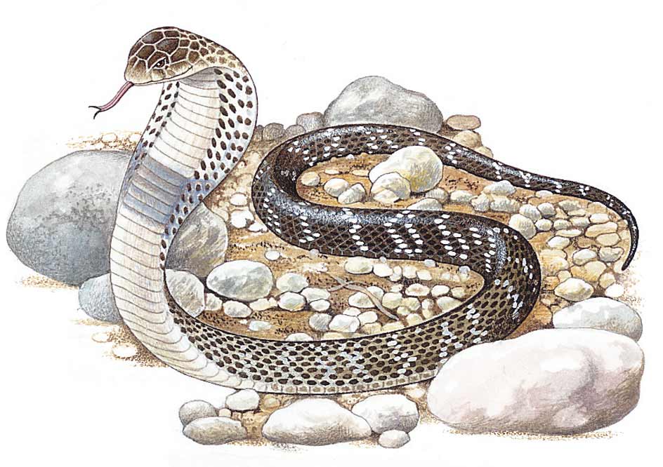 Indian cobra