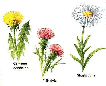 Plants of the composite family