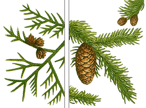 Leaves of conifers