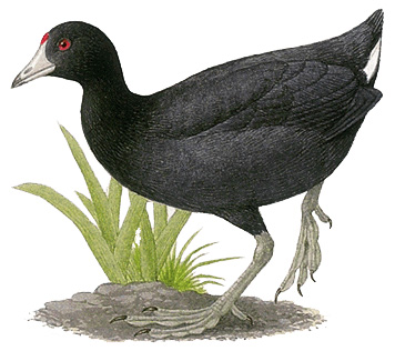 American coot