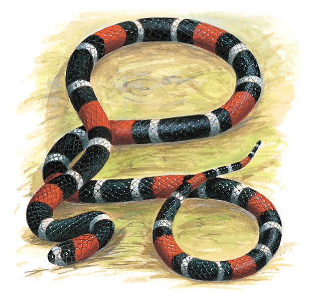 South American coral snake