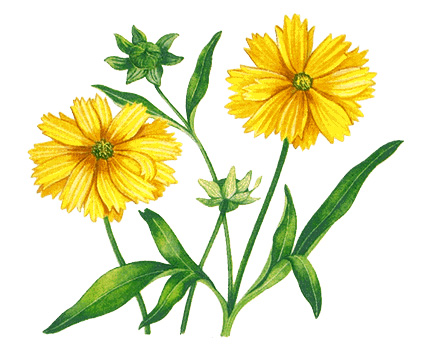 Coreopsis plant