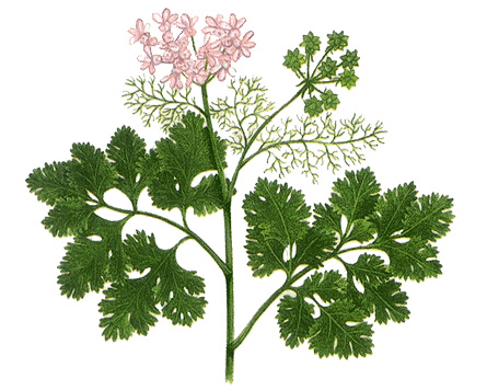 Coriander