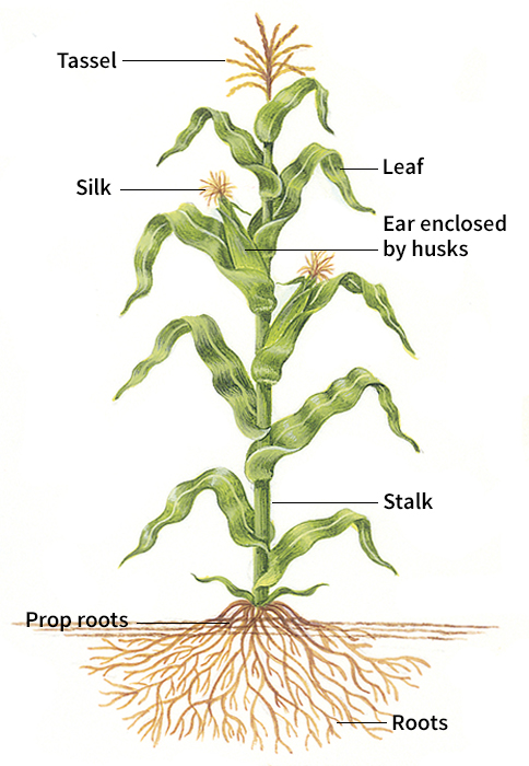 Mature corn plant