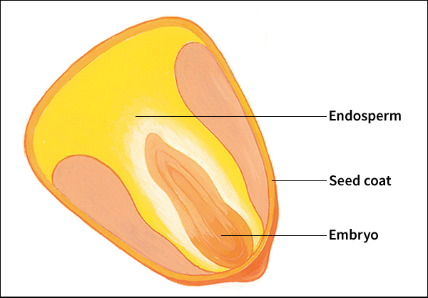 Mature corn seed