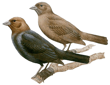 Brown-headed cowbirds