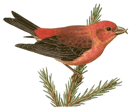 Crossbill