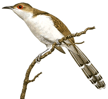 Black-billed cuckoo