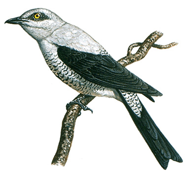 Cuckoo-shrike