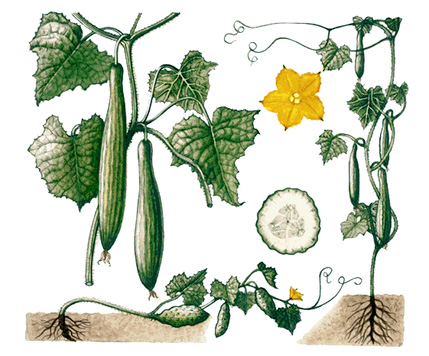 Cucumbers