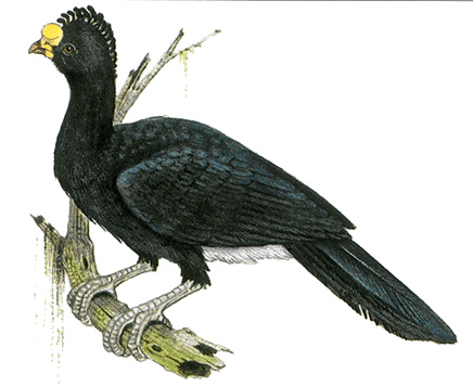 Male great curassow