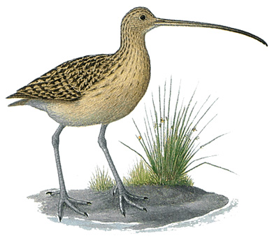 Long-billed curlew