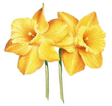 Daffodil