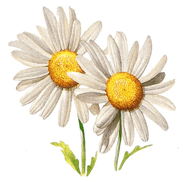 Oxeye daisy