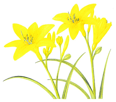 Lemon day lily