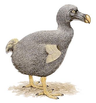 Dodo