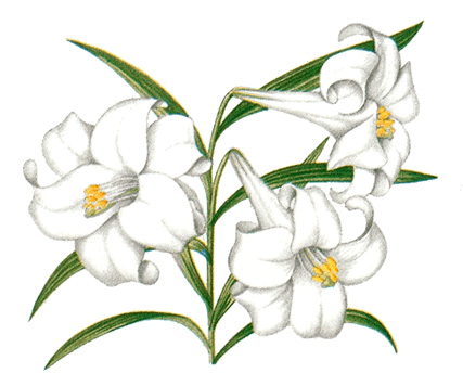 Easter lily