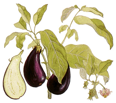 Eggplant