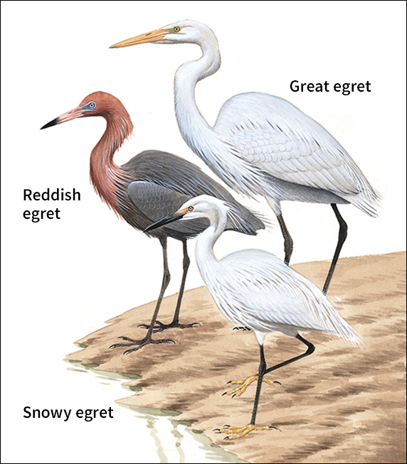 Egrets