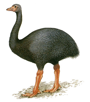 Elephant bird