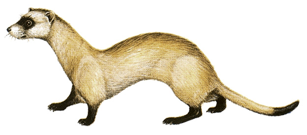 Black-footed ferret