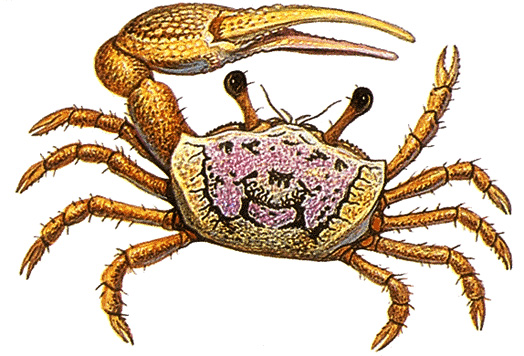 Fiddler crab