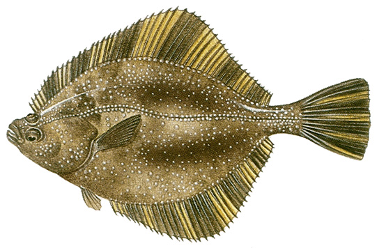 Flounder