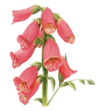 Foxglove