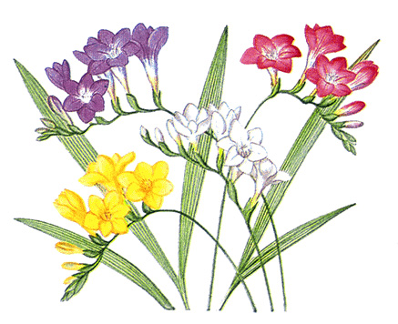 Freesia