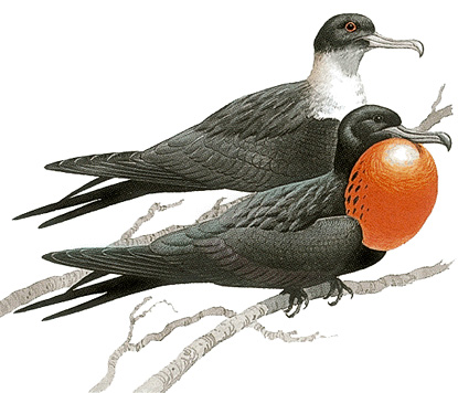 Frigatebirds